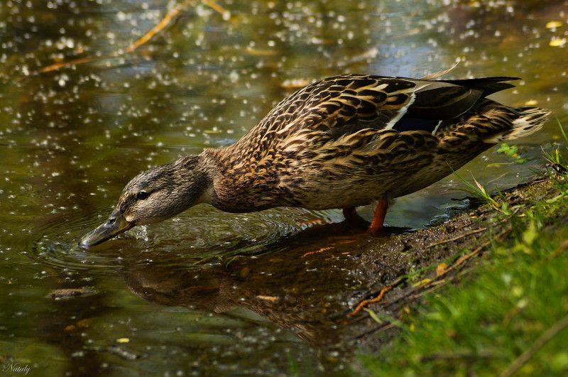 На водопое фото превью