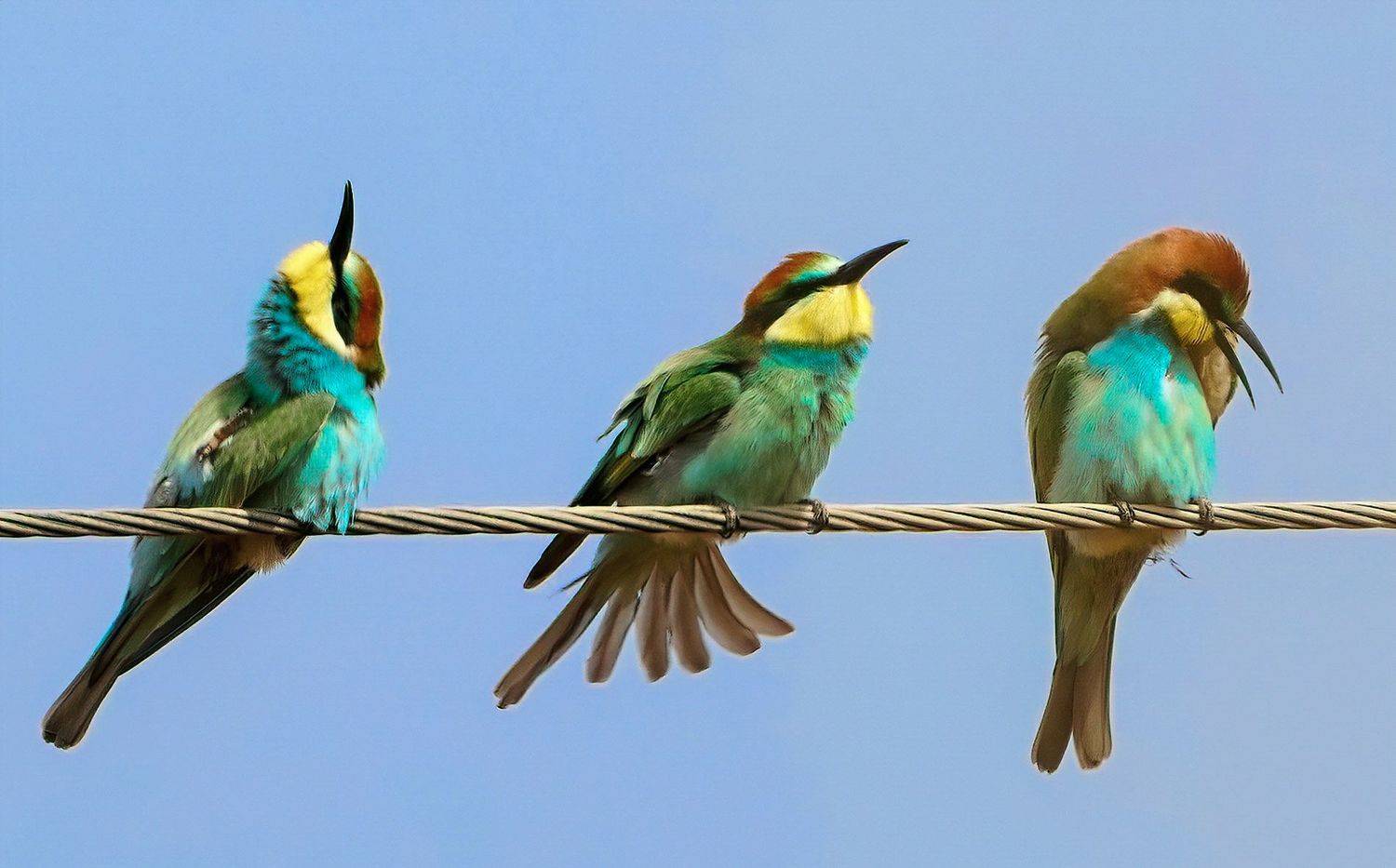 , Красимир Георгиев