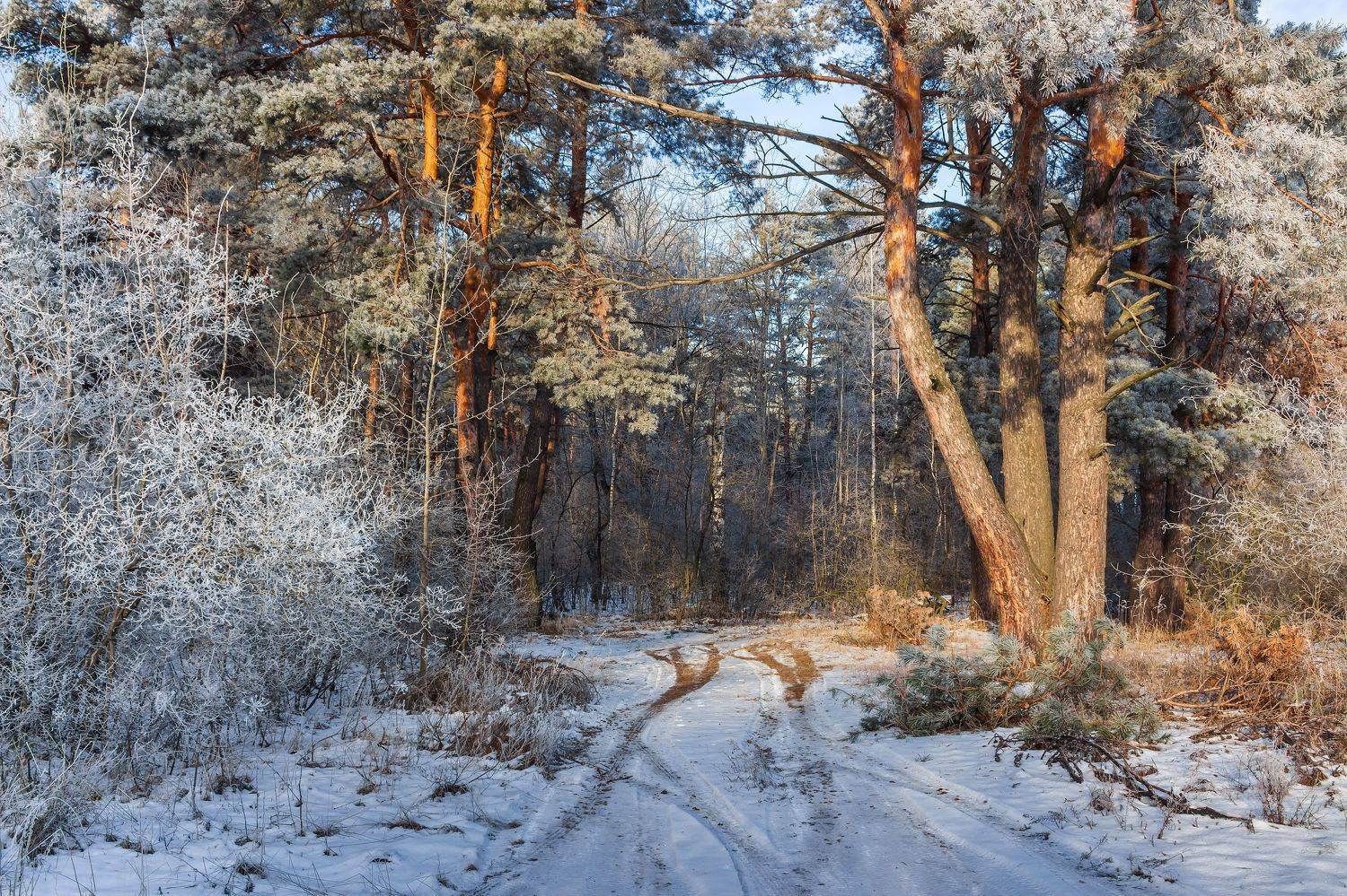 лес, деревья, зима, иней, природа, Востриков Руслан