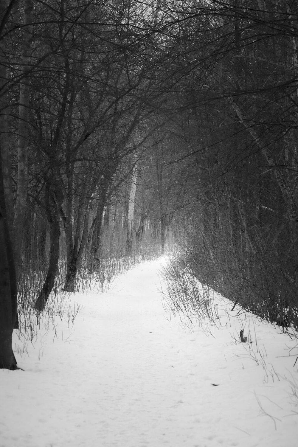 , Чудинин Дмитрий