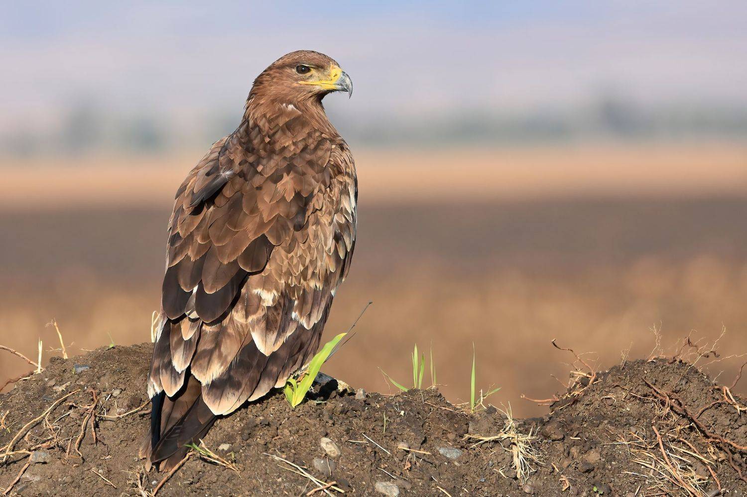 , Дмитрий Шевцов