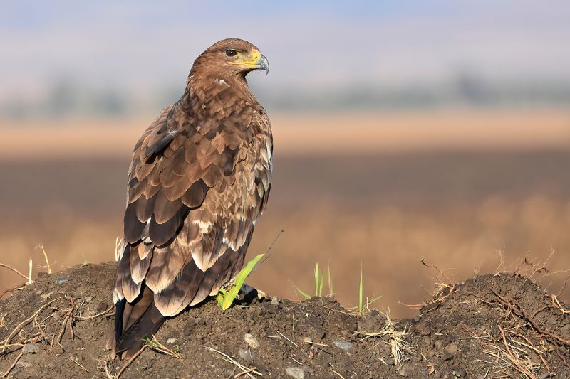 Орел степной фото превью