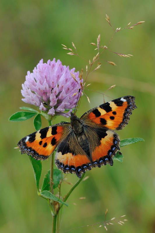 Краски лета. фото превью