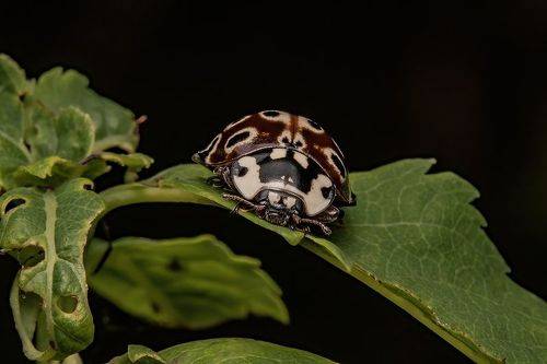 Anatis ocellata