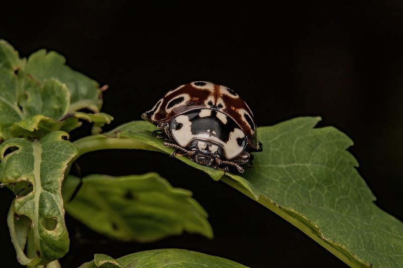 Anatis ocellata фото превью