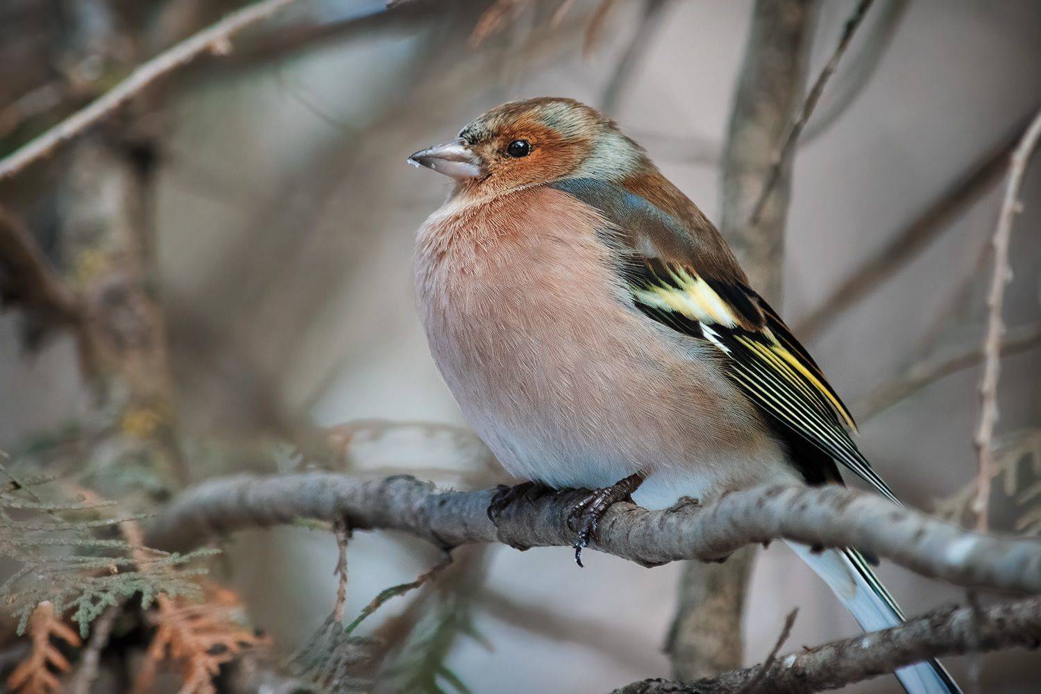 , Алиева Татьяна