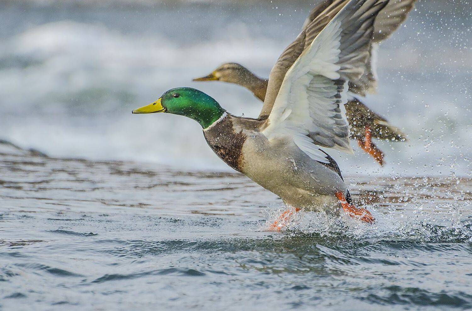 птицы, утки, кряквы, Михаил Агеев