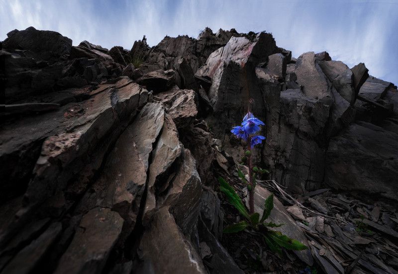Meconopsis фото превью