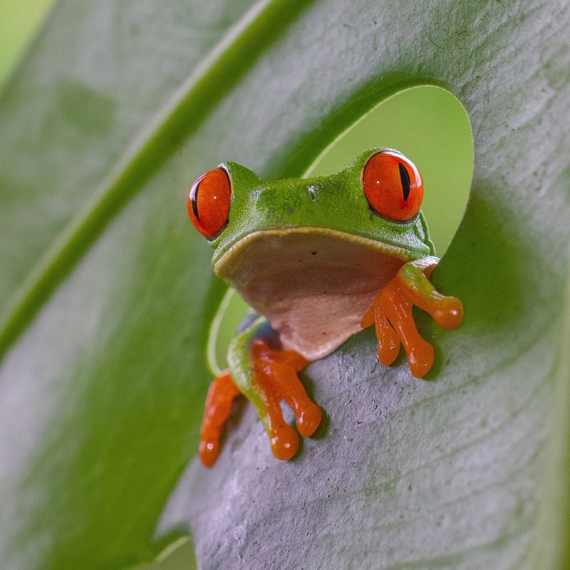 Red-eyed tree frog фото превью