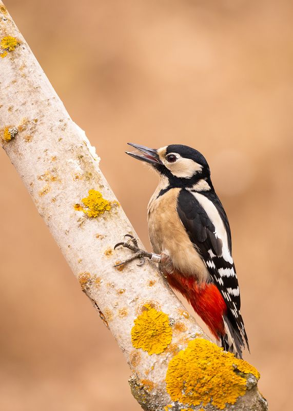 Woodpecker фото превью