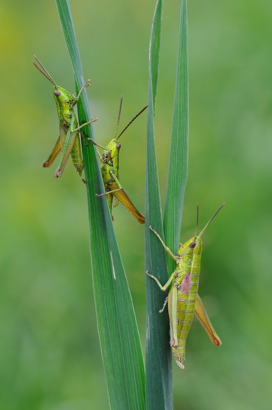 Деревенские посиделки. фото превью