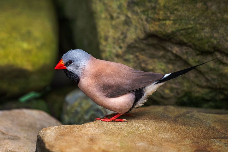 Острохвостая амадина фото превью