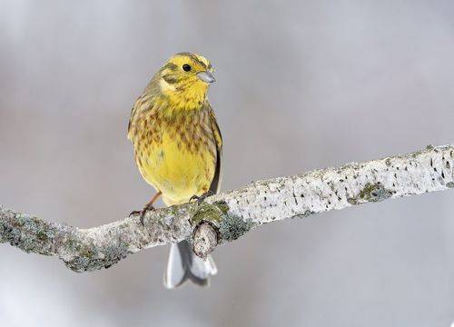 Овсянка