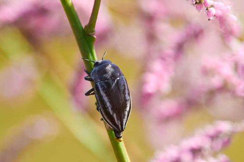 Cyphosoma tataricum 