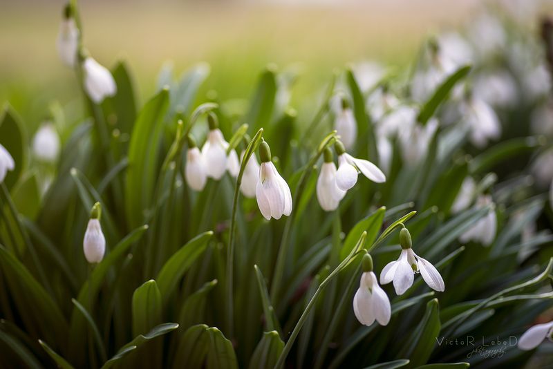Весенний зов фото превью