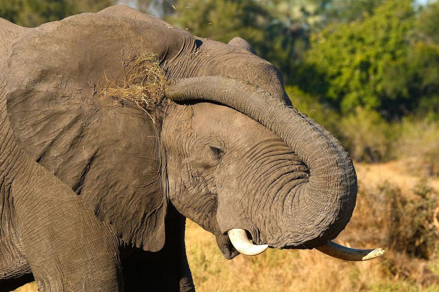 , Худзинская Ирина