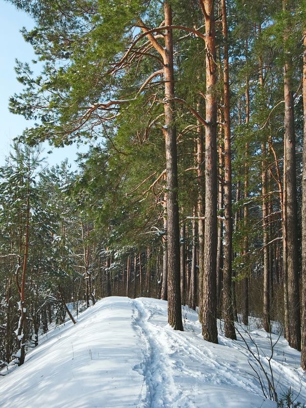 На опушке фото превью