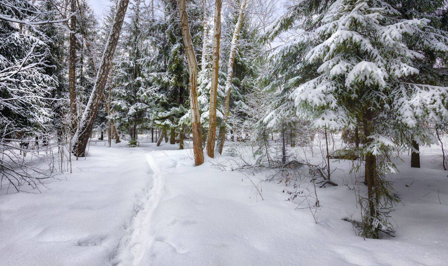 зима, снег, лес, подмосковье, малиновка, Виктор Климкин