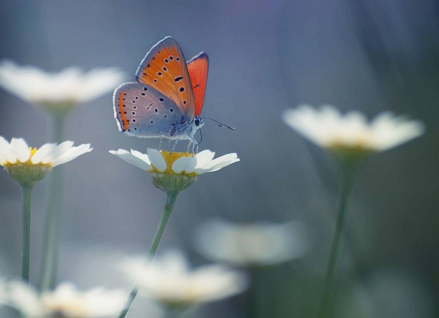, Герчев Николай