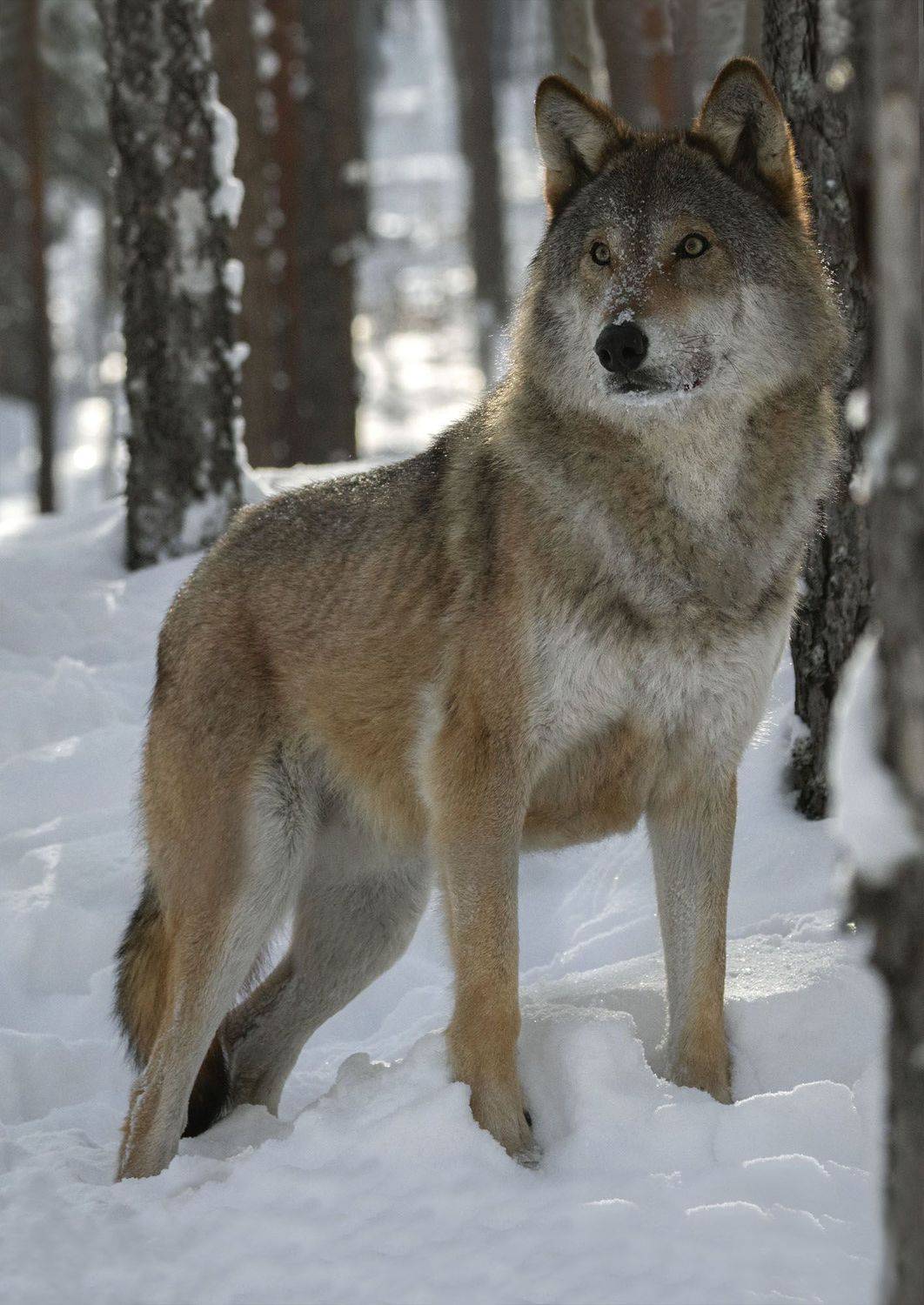 , Ekaterina Kuzyukina