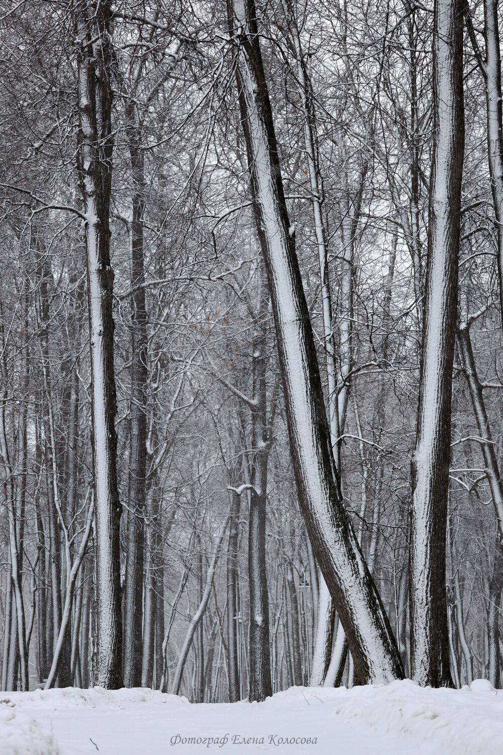 , Колосова Елена