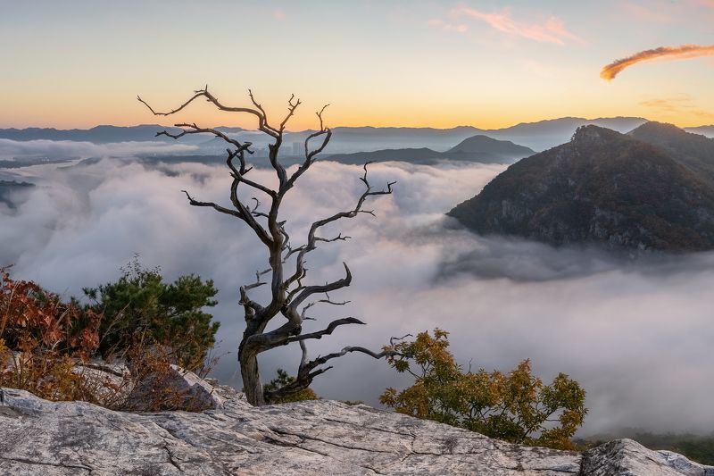 Tree spirit фото превью