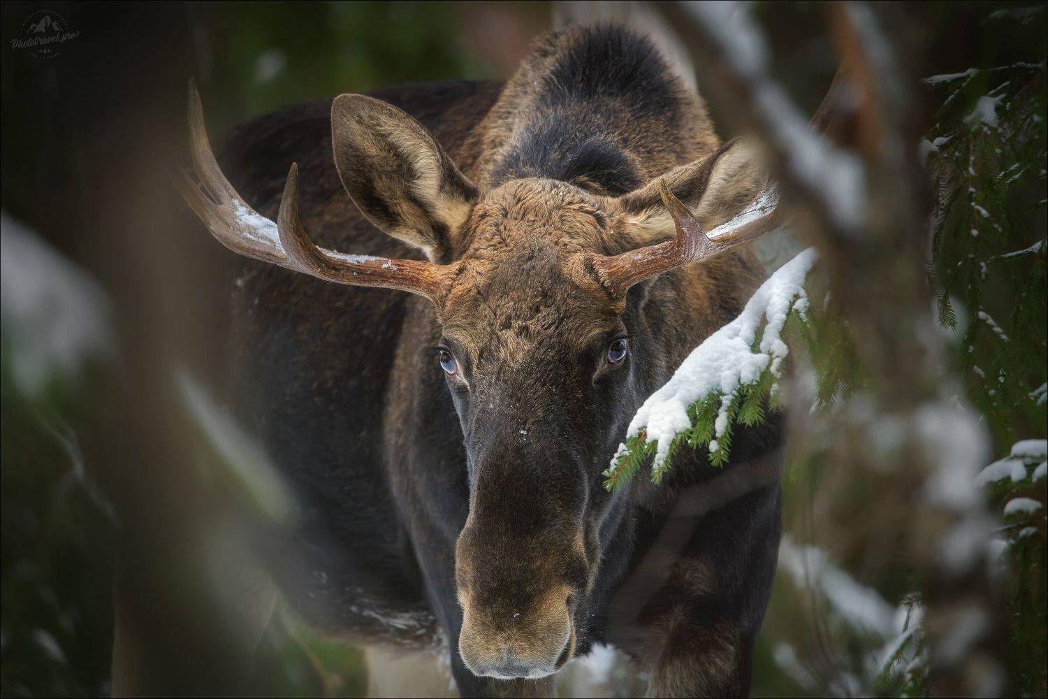 лось, красный бор, беларусь, фототур в красный бор, зима, moose, elk, фототуры 2024, Влад Соколовский