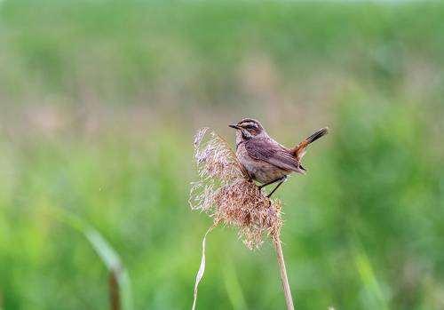 варакушка..