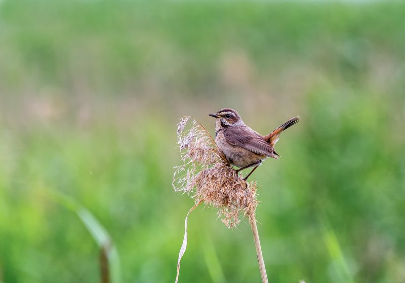 птица, варакушка, самка,  луг, варакушка.. фото превью