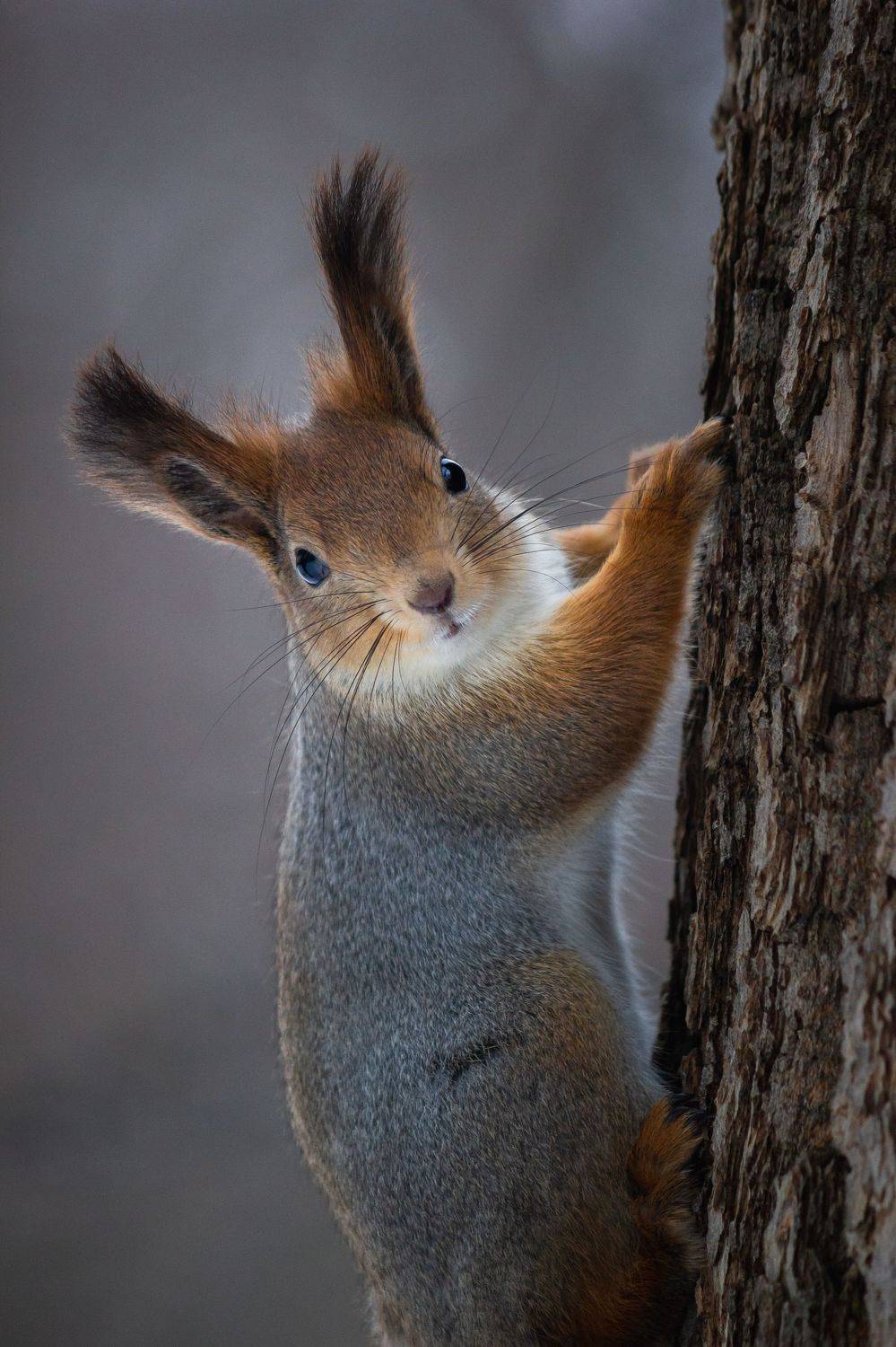 , Елисеев Александр