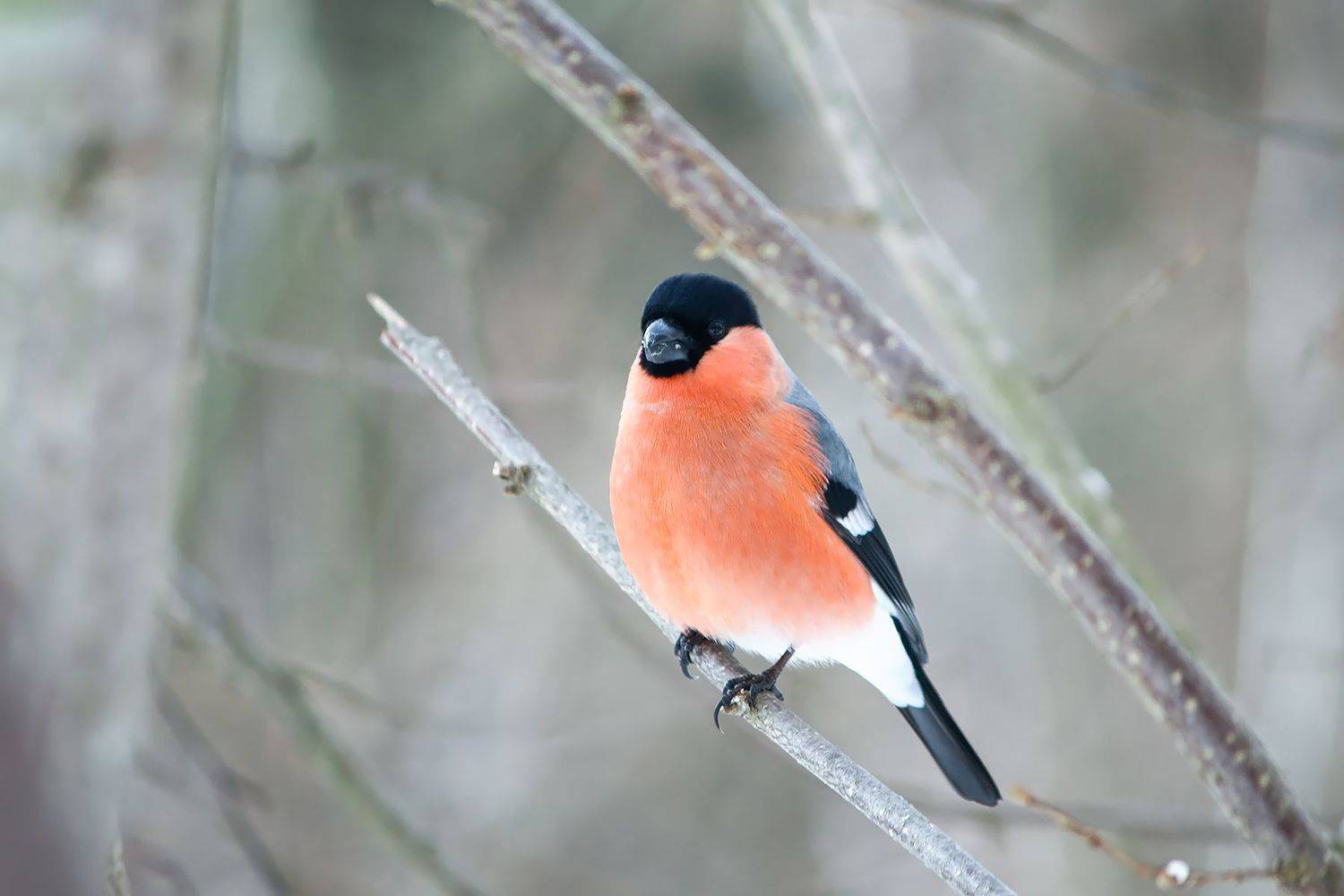 снегирь, КарОл