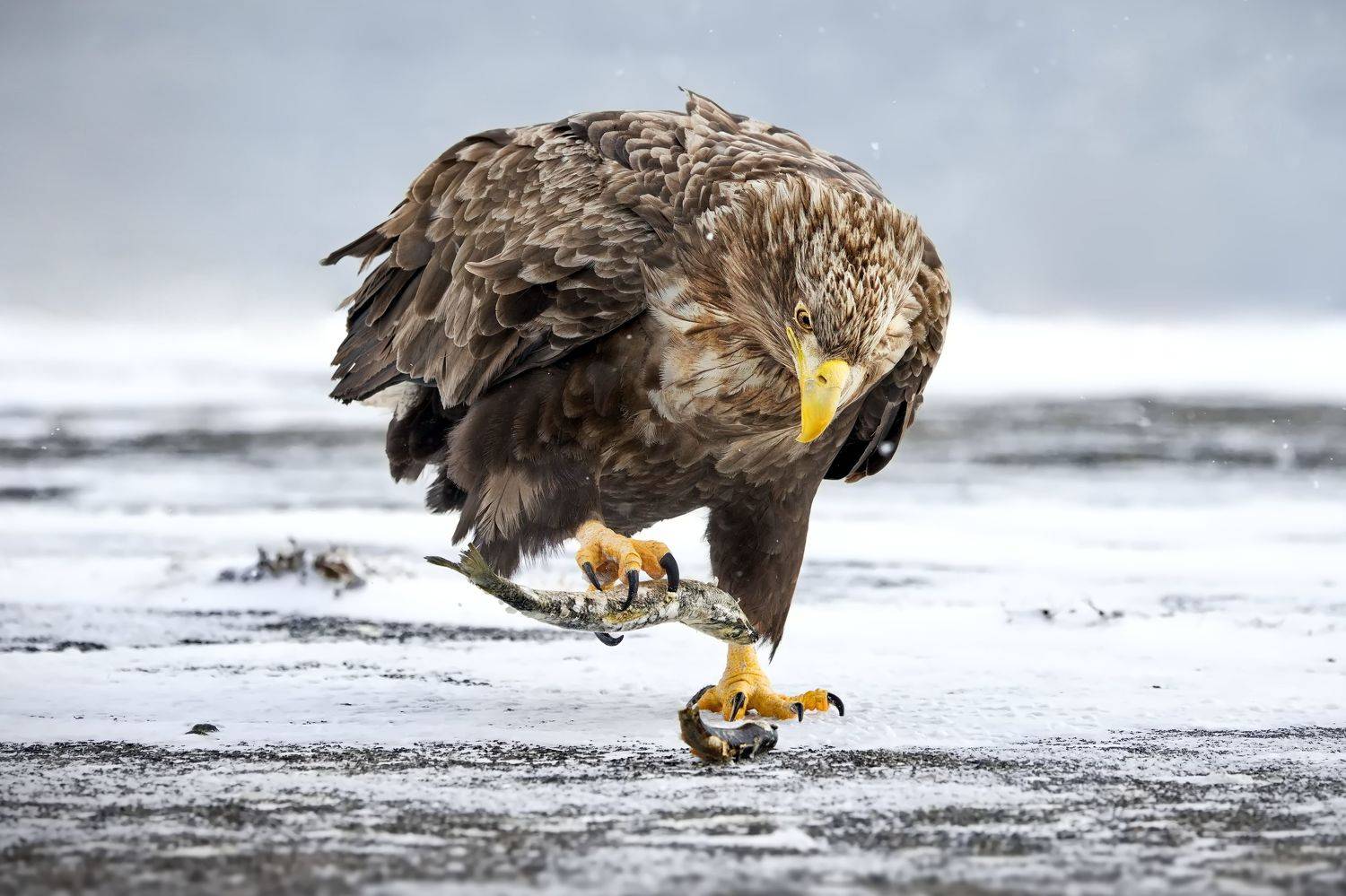 , Александр Перов