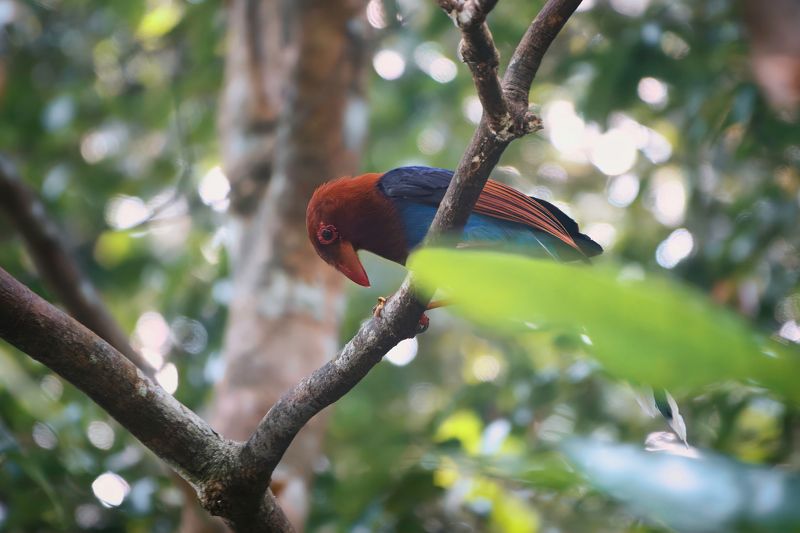 животные, птицы, природа, азия, шри-ланка, фотоохота, бердвотчинг, animals, nature, birdwatching, birds, wildlife, sri lanka, magpie, asia Urocissa ornata фото превью