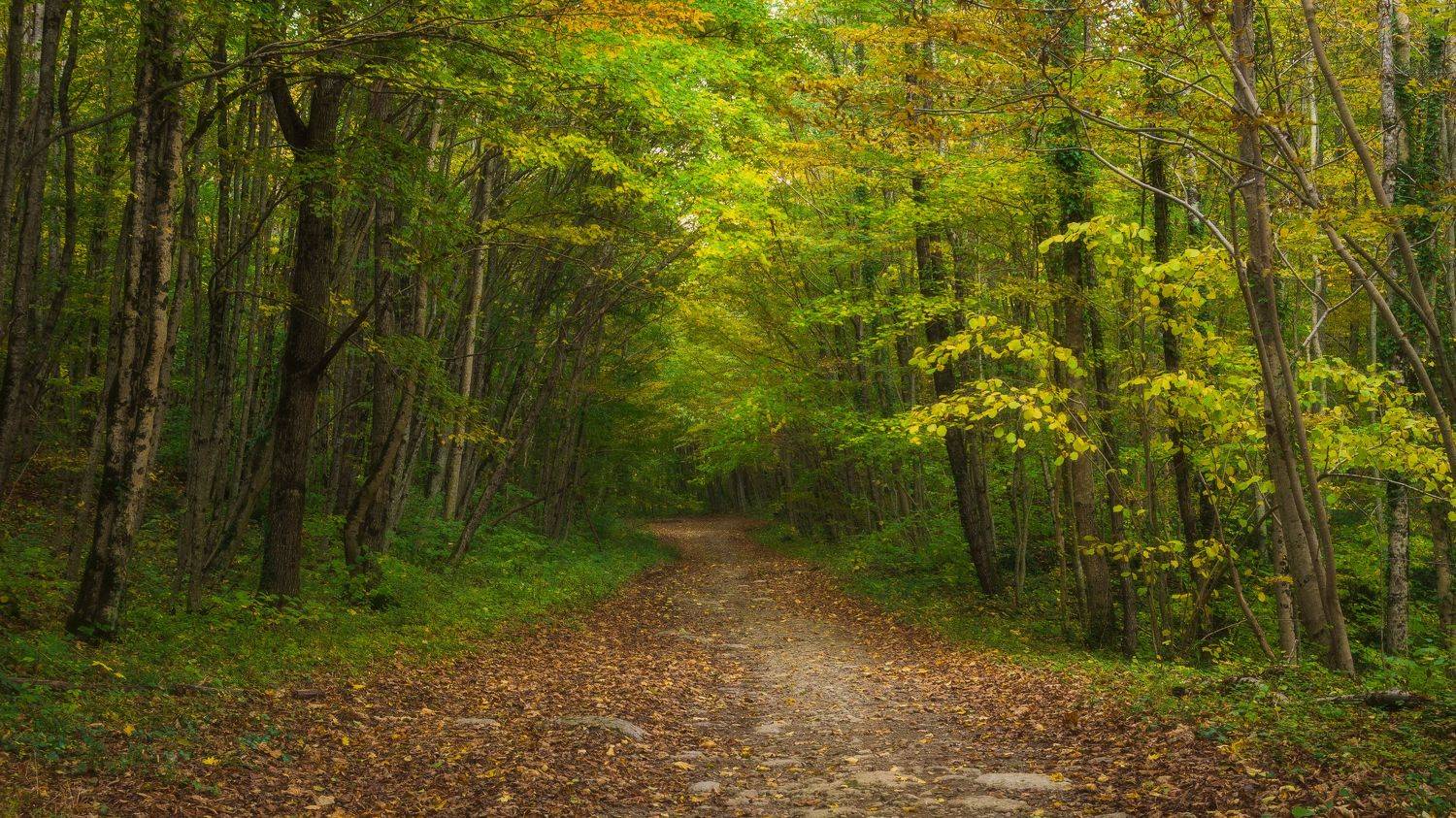 , Антон Литвин