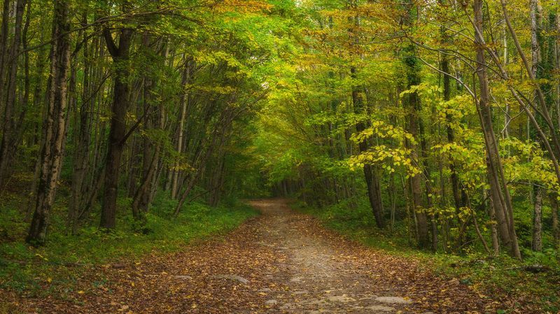 Осенняя дорога на залесенных склонах  фото превью