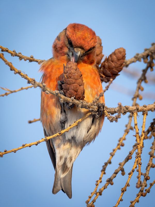 обыкновенный клёст, loxia curvirostra Лакомка фото превью