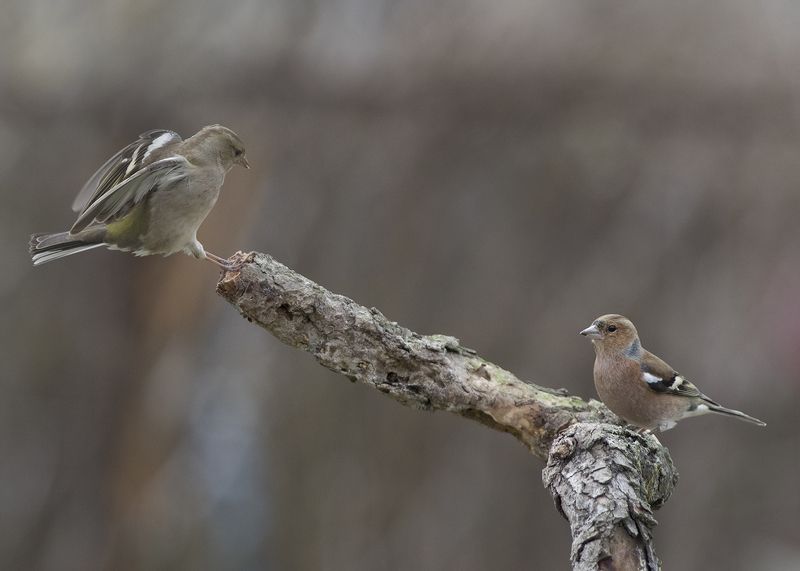 Зяблики фото превью