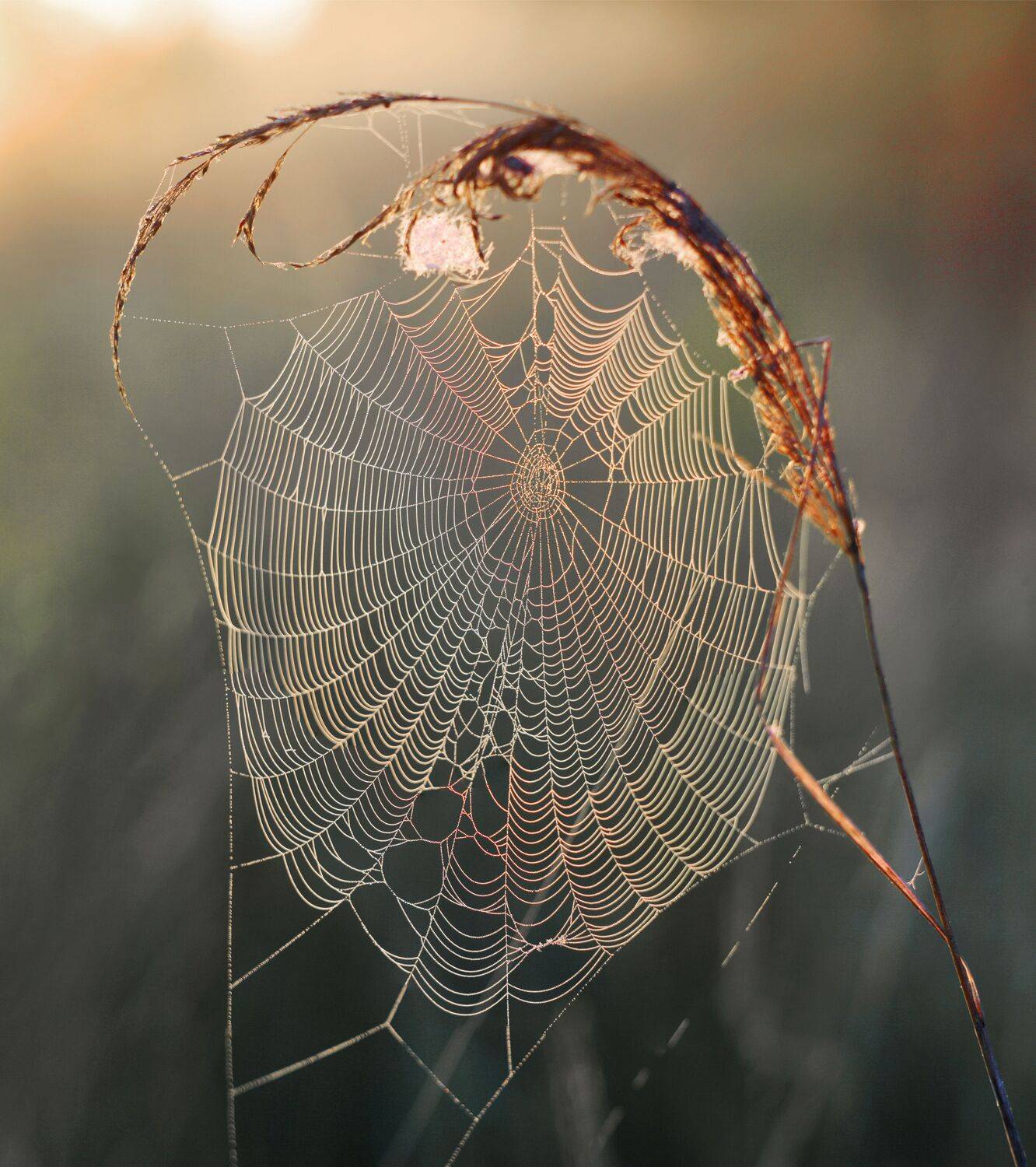 лето , паутинка, Александр Свистков