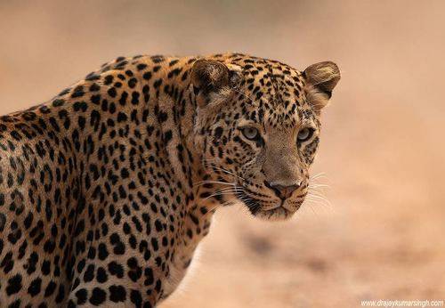 Leopard