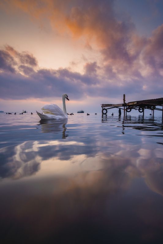 Лебединый рассвет фото превью