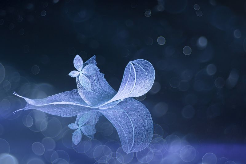 mood,close-up,still life In the Valley of Oblivion фото превью