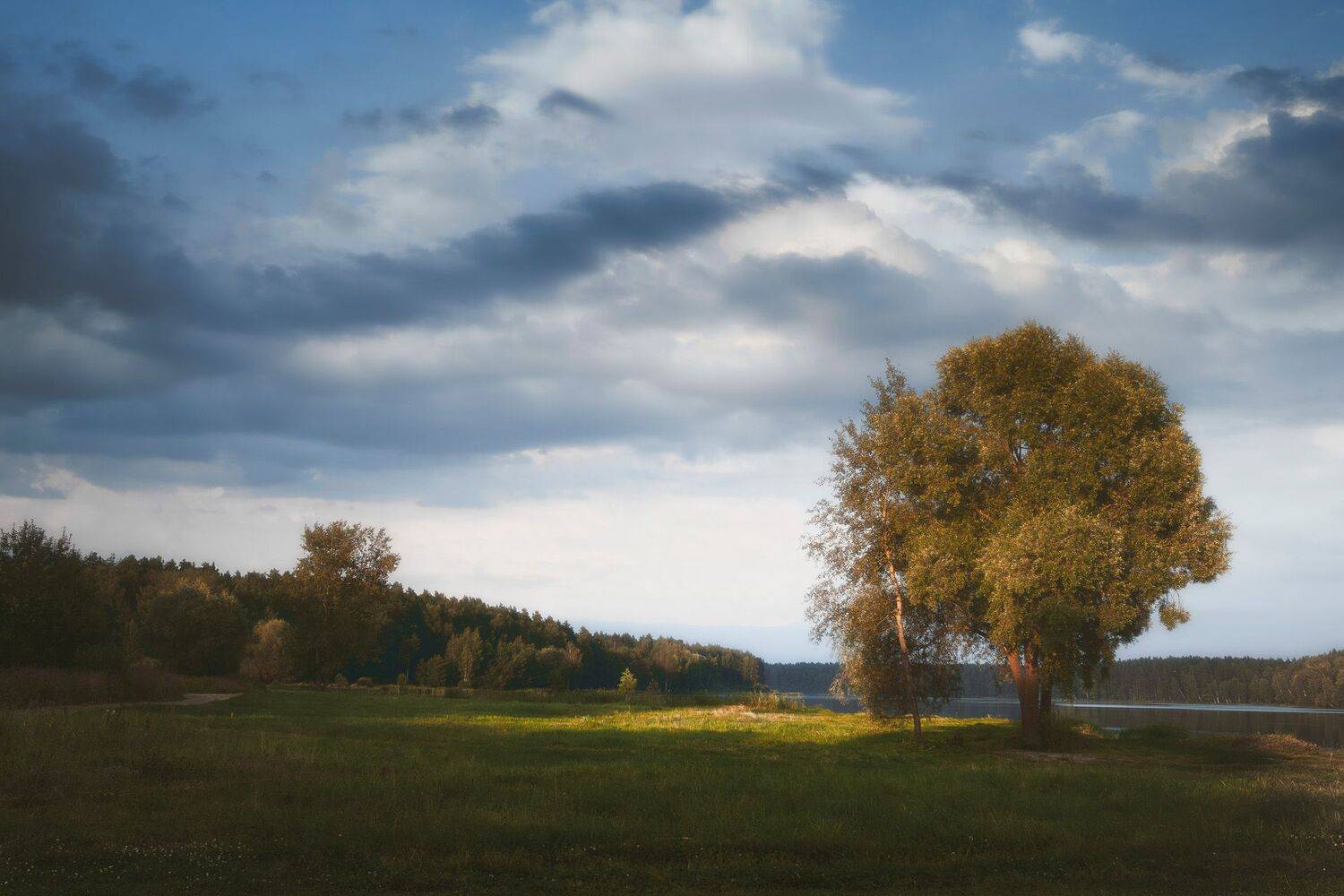 лес, река, дерево, forest, river, tree, Валерий Вождаев