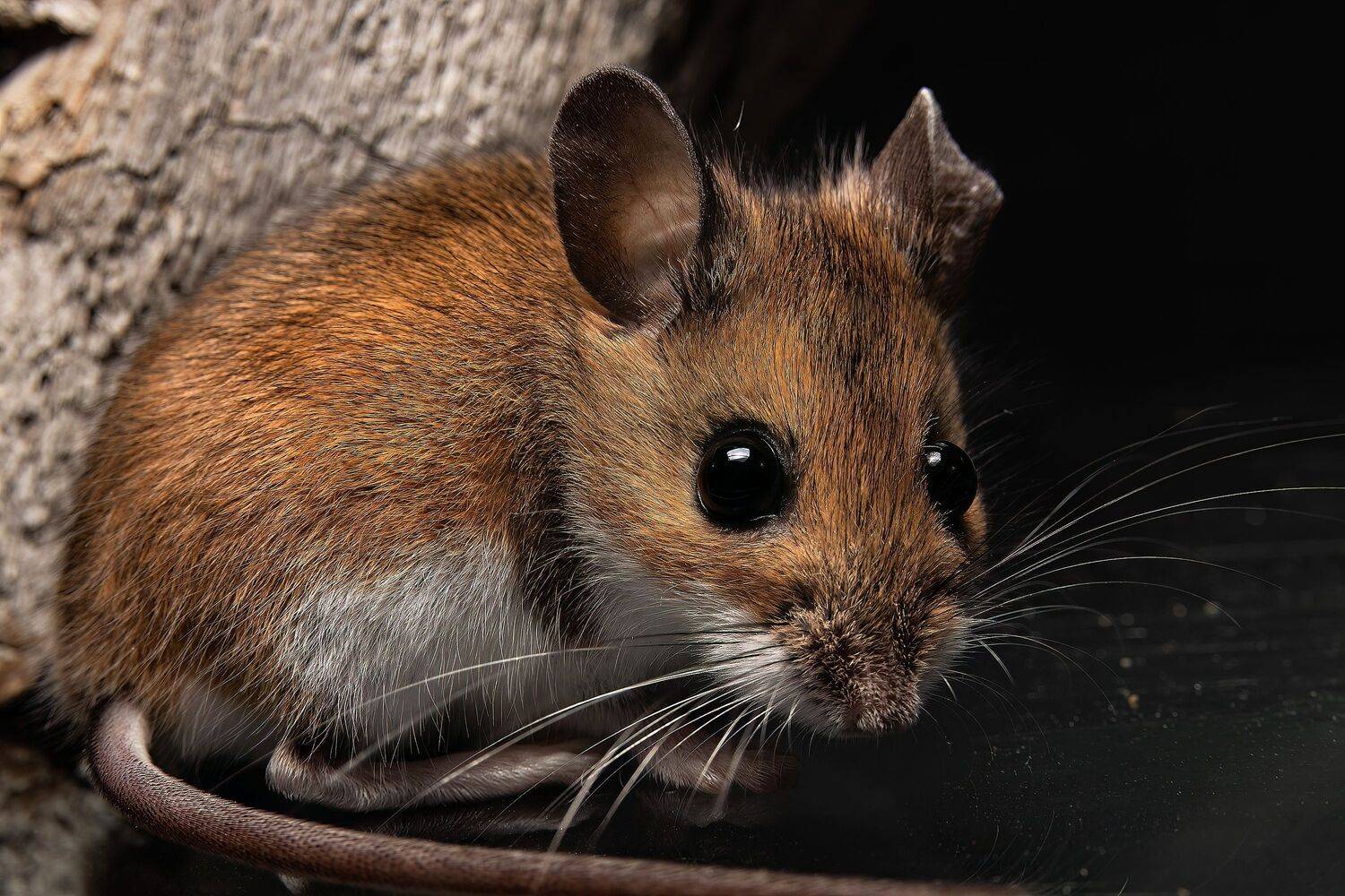 animal, mouse, wildmouse,, Stephane