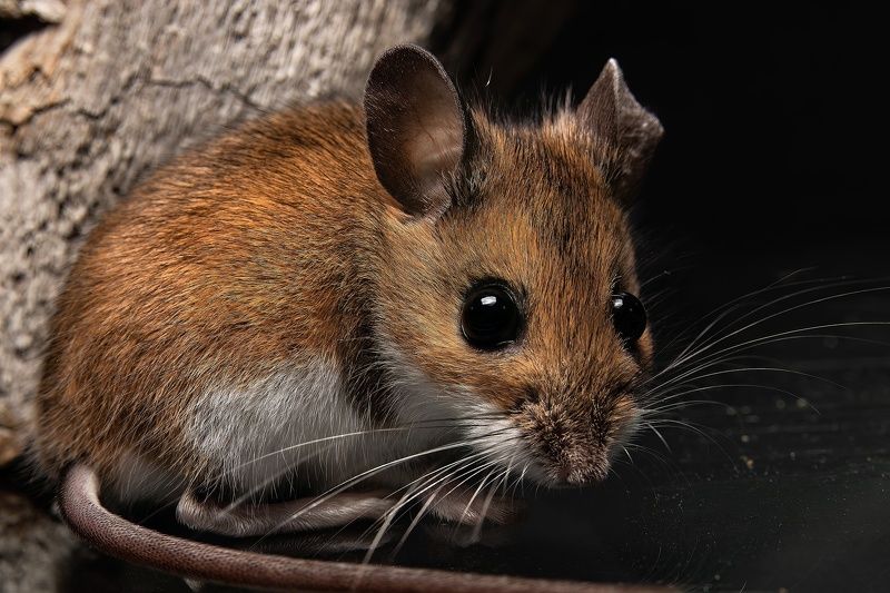 Mr. mouse фото превью