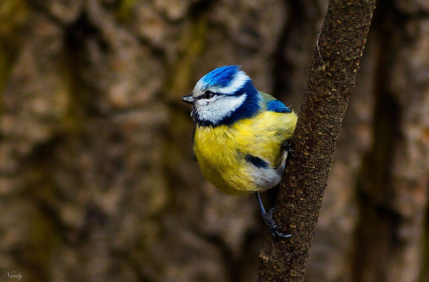 , Екимова Наталья