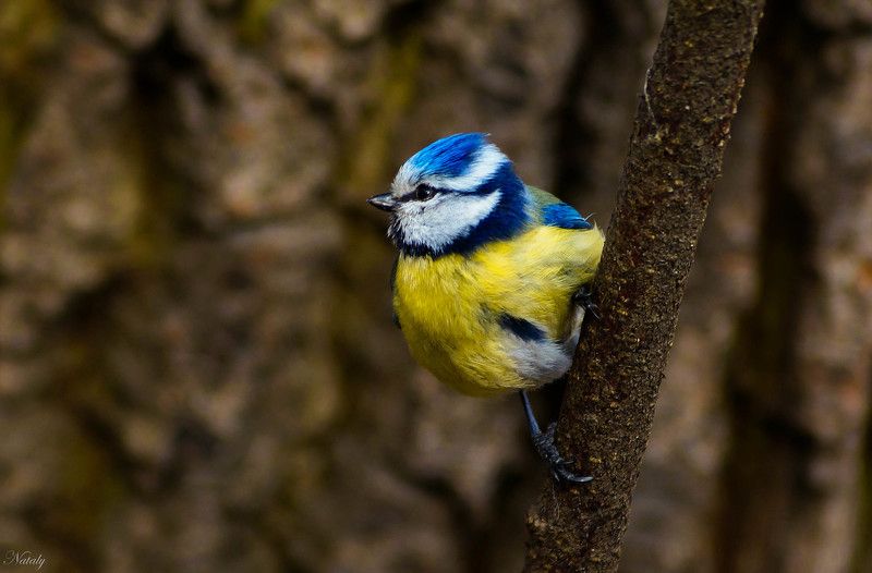 Лазоревка фото превью