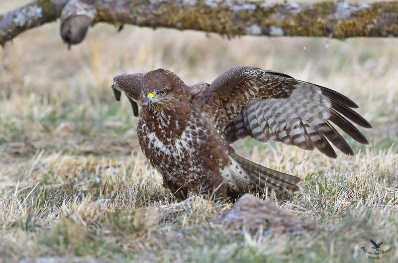 Посадка. фото превью