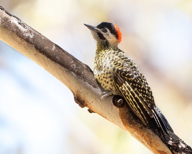 птицы, уругвай *** фото превью