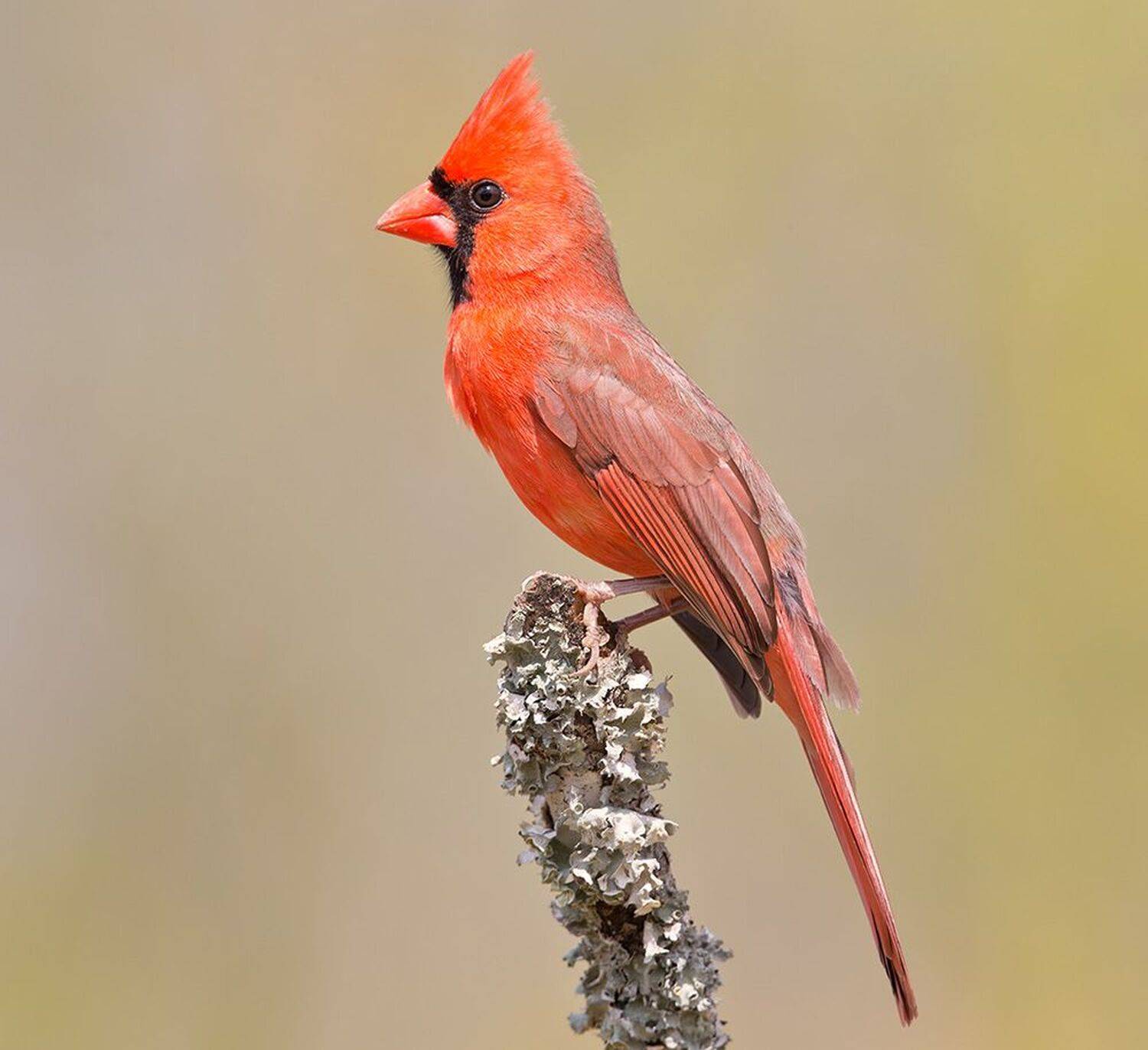 красный кардинал, northern cardinal, cardinal,кардинал, весна, Etkind Elizabeth