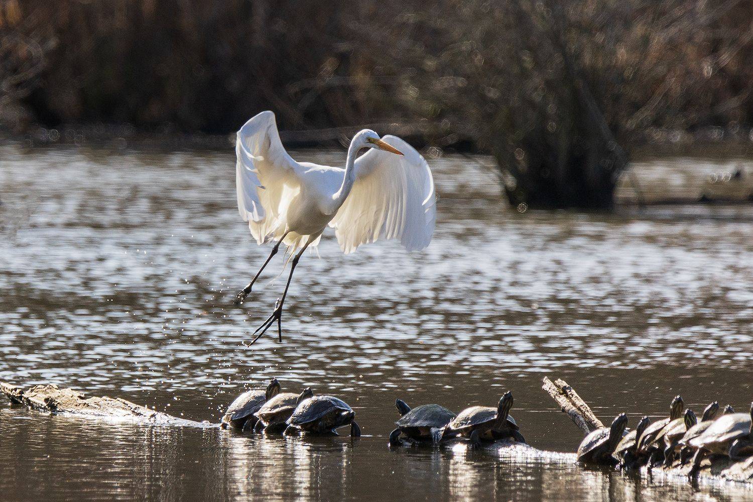 , Леонид Дьяченко